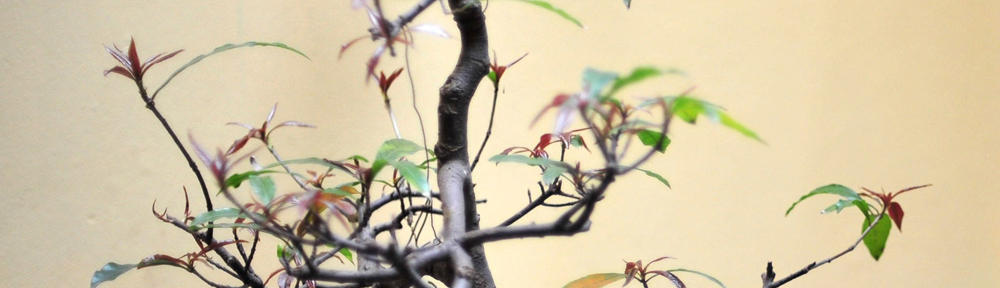 Bukiet Kwiatów.com.pl